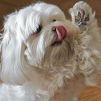 doggiedesign Thumbnail